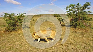 Young lion hunting in savanna at africa
