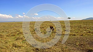 Young lion hunting in savanna at africa