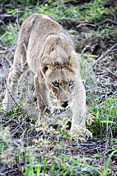 Young lion (lion cub) steals the meat