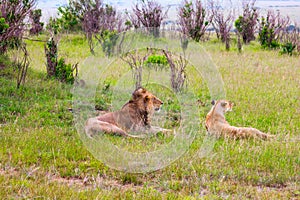 Young lion and lioness