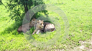 Young lion and a lioness lying in a shade in green African Savannah