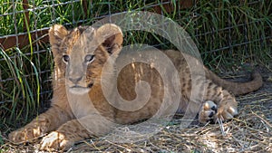 Young lion. Lionet. Baby lion is resting.