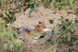 Young lion lionet cub in savannah dry grass lay on log foliage frame