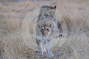 Young lion look curious, etosha nationalpark, namibia