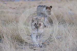 Young lion look curious, etosha nationalpark, namibia, panthera leo