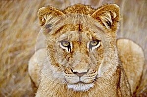 Young lion looking at you photo