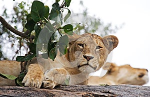 Young lion lying on a big rock. National Park. Kenya. Tanzania. Masai Mara. Serengeti.