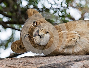 Young lion lying on a big rock. National Park. Kenya. Tanzania. Masai Mara. Serengeti.