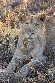 Young lion lying in the grass 2