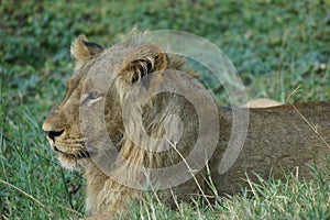 Young lion male laying in the grass