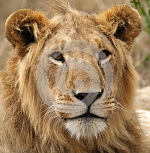 Young lion male, Masai Mara, Kenya