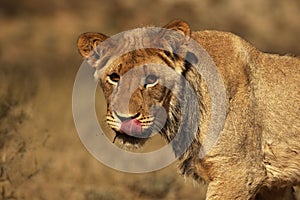 Young lion male Panthera leo in morning golden sun.