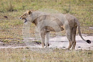 Young lion male yawn while lying down and rest