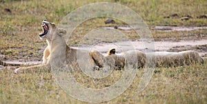 Young lion male yawn while lying down and rest