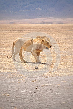 Young lion in Ngorongoro Park