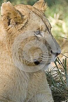 Young lion (Panthera leo krugerii)