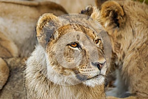 A young lion  Panthera Leo looking alert, Ongava Private Game Reserve  neighbour of Etosha, Namibia.