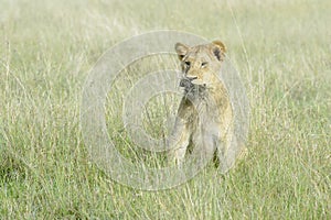 Young lion Panthera leo playing with grass