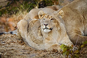 A young lion ( Panthera Leo) smelling, Ongava Private Game Reserve, Namibia.