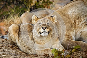 A young lion  Panthera Leo sneezing, Ongava Private Game Reserve  neighbour of Etosha, Namibia.