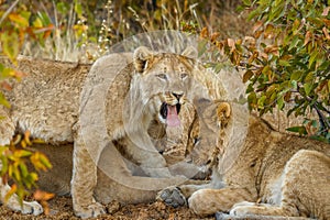 A young lion  Panthera Leo yawning, Ongava Private Game Reserve  neighbour of Etosha, Namibia.