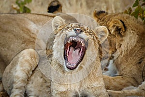 A young lion  Panthera Leo yawning, Ongava Private Game Reserve  neighbour of Etosha, Namibia.