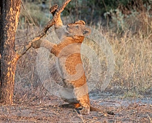 Young lion plays under a tree