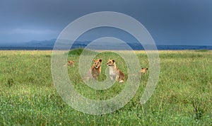 Young Lion pride, Serengeti, Tanzania, Africa