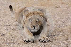 Young Lion ready to attack