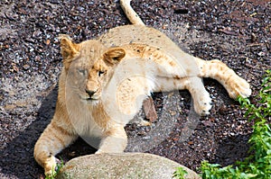 Young lion resting