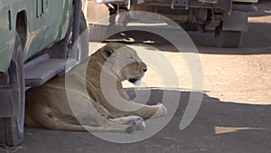 Young Lion Resting on Dusty Road in Shade of Tourist Safari Vehicle Slow Motion