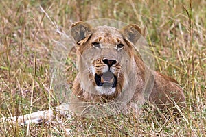 A young lion resting on the grass. Kenya, Africa