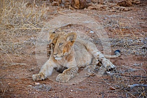 Young lion resting on ground in South African wildlifecute, preserve