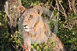 A young lion with sideburns photo