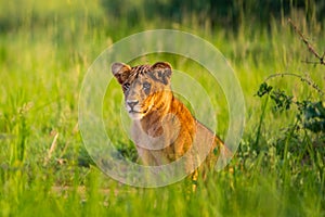 A young lion sitting in the grass of Murchison Falls National Park