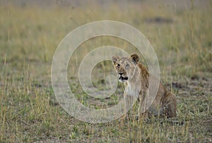 Young lion sitting in a grassland seen at Masai Mara, Kenya