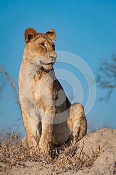 A young lion sitting on a termite mound against a blue sky.