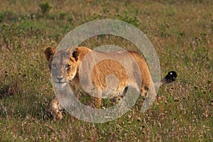 Young lion stalking