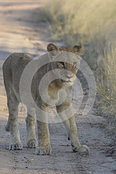 Young lion standing on a sand road looking watchful