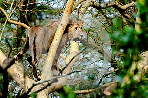 Young Lion in Tree