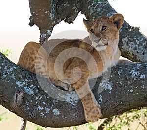 Young lion on a tree. National Park. Kenya. Tanzania. Masai Mara. Serengeti.