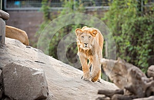 Young lion walking in zoo