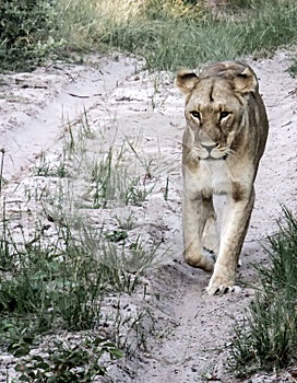 A young lion walks along a dirt road