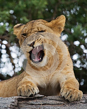 Young lion yawns. Funny expression muzzles. Savannah. National Park. Kenya. Tanzania. Maasai Mara. Serengeti.