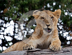 Young lion yawns. Funny expression muzzles. Savannah. National Park. Kenya. Tanzania. Maasai Mara. Serengeti.