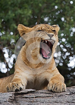 Young lion yawns. Funny expression muzzles. Savannah. National Park. Kenya. Tanzania. Maasai Mara. Serengeti.