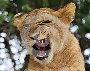 Young lion yawns. Funny expression muzzles. Savannah. National Park. Kenya. Tanzania. Maasai Mara. Serengeti.