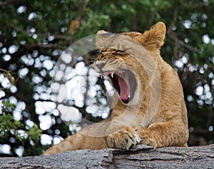 Young lion yawns. Funny expression muzzles. Savannah. National Park. Kenya. Tanzania. Maasai Mara. Serengeti. photo