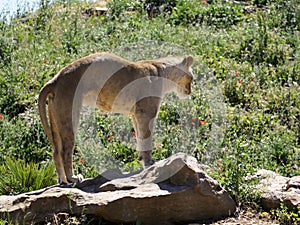 Young lioness arching her back