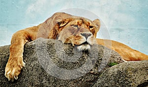 Young lioness lounges in the midday heat with the rest of the lions in the pride photo